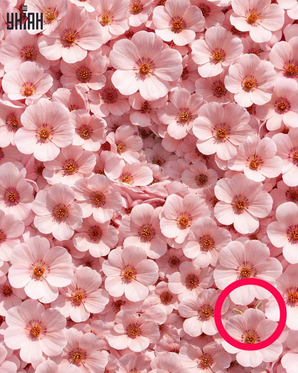 Solo l'1% delle persone riesce a trovare un coniglio in 11 secondi: un'illusione ottica sorprendentemente complessa