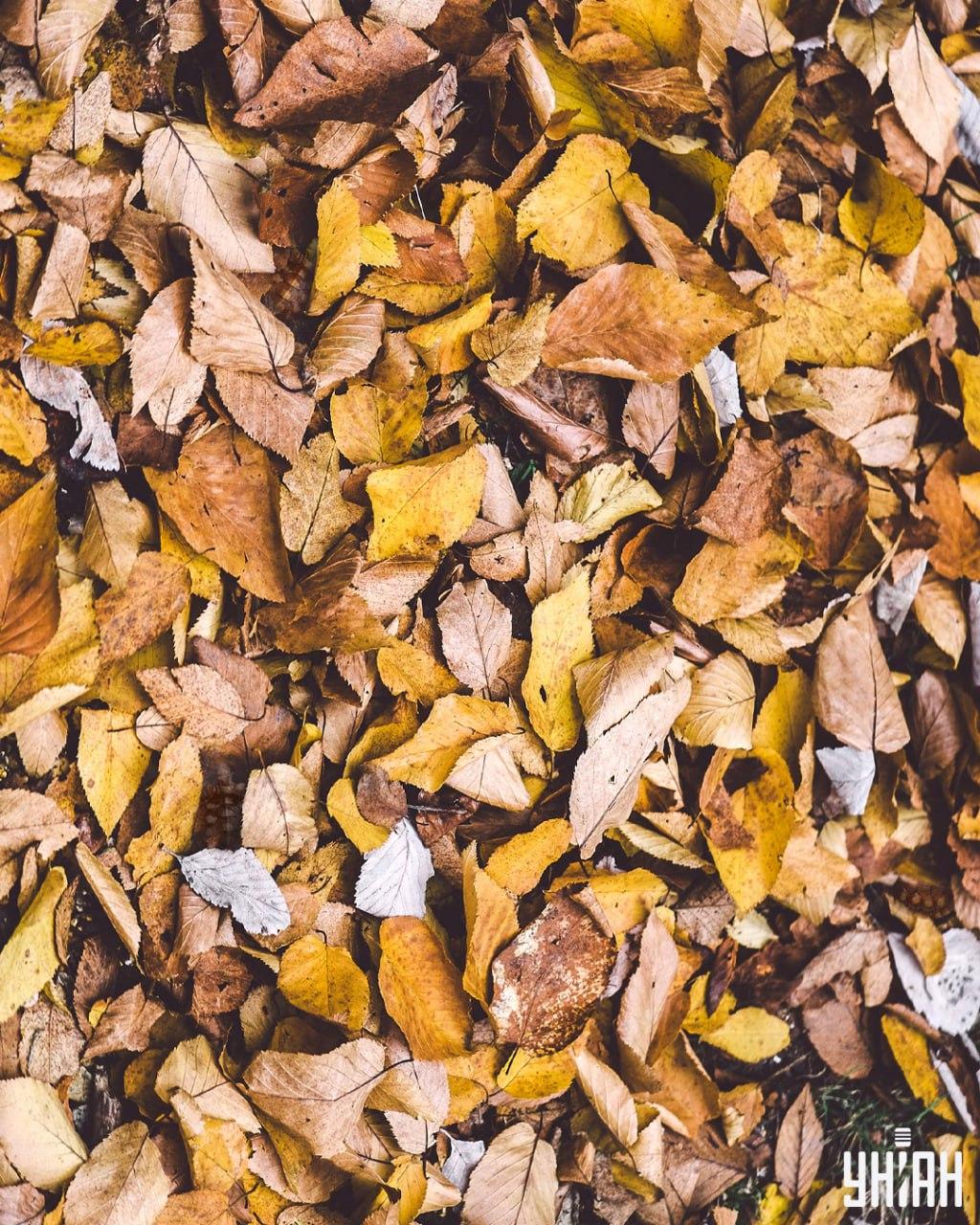 Trovare le tartarughe tra le foglie / collage Moje