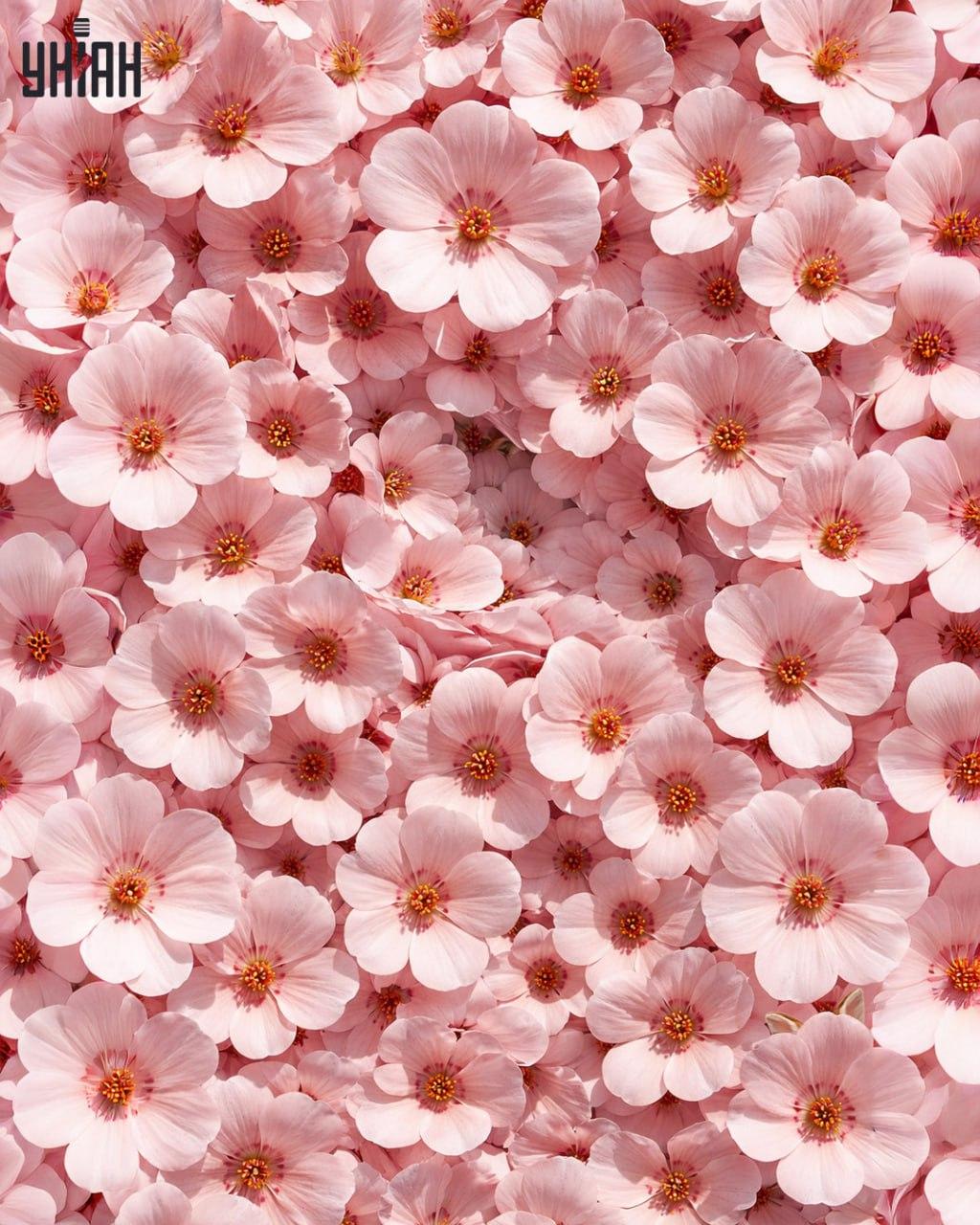 Solo l'1% delle persone riesce a trovare un coniglio in 11 secondi: un'illusione ottica sorprendentemente complessa