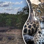Trovare un leopardo nella giungla in 8 secondi: il modo