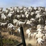 Un rompicapo per chi ha una buona vista: bisogna trovare